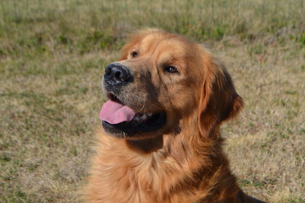 Les Golden Retriever de l'affixe des Douces Merveilles