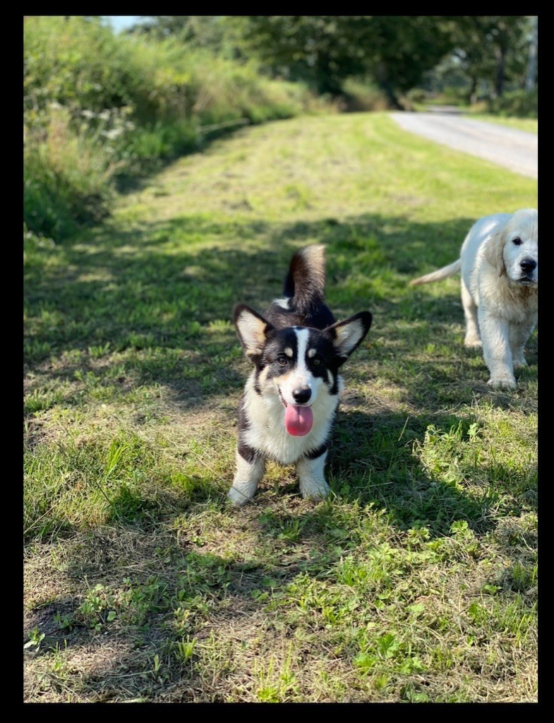 Les Welsh Corgi Pembroke de l'affixe des Douces Merveilles