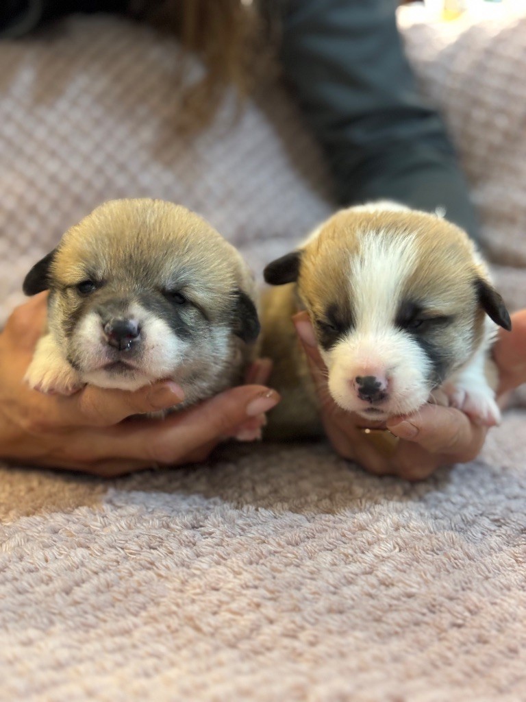 des Douces Merveilles - Chiot disponible  - Welsh Corgi Pembroke