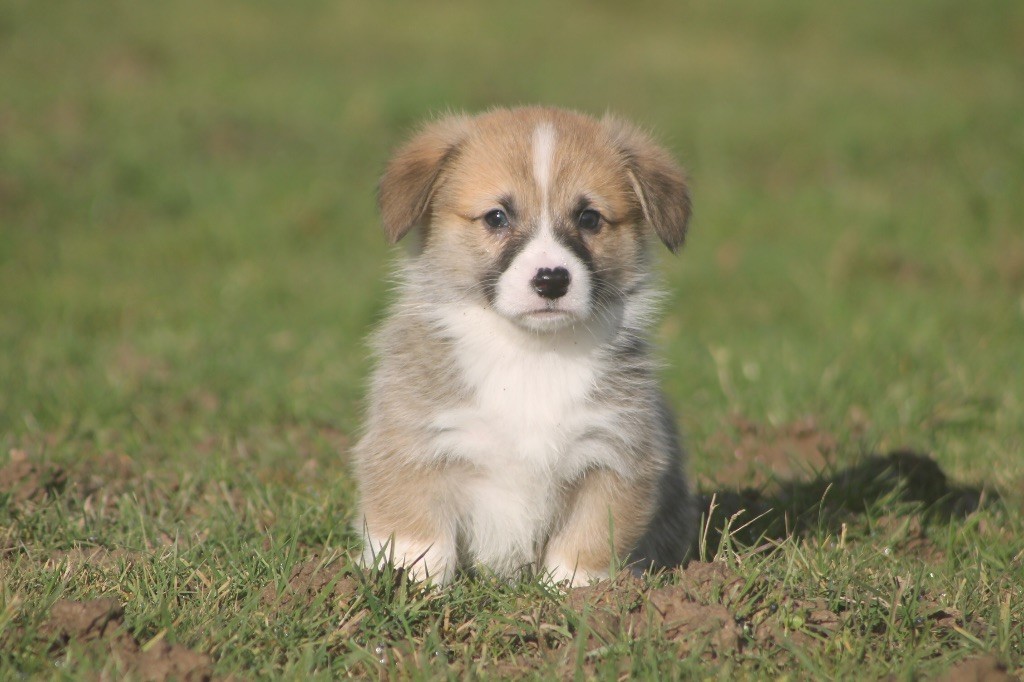 des Douces Merveilles - Chiot disponible  - Welsh Corgi Pembroke