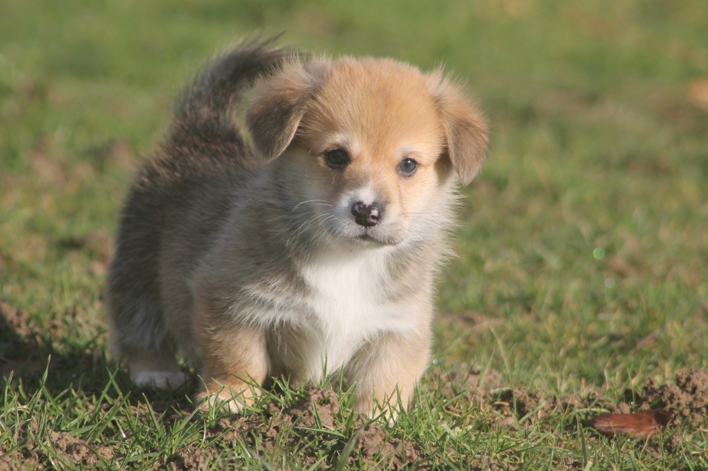 des Douces Merveilles - Chiot disponible  - Welsh Corgi Pembroke