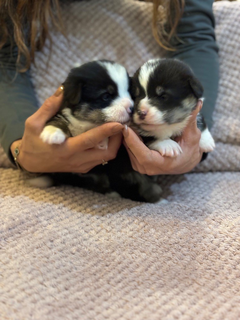 des Douces Merveilles - Chiot disponible  - Welsh Corgi Pembroke