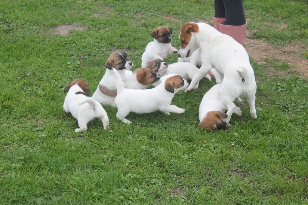 Chiots disponibles à la réservation 