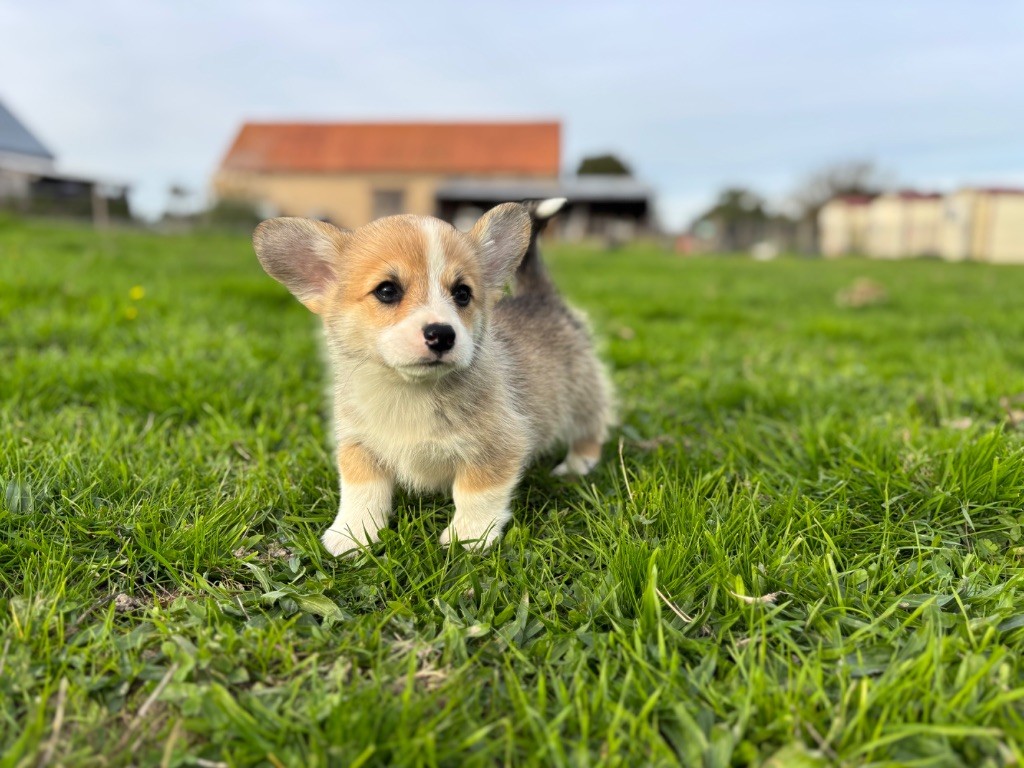 des Douces Merveilles - Chiots disponibles - Welsh Corgi Pembroke