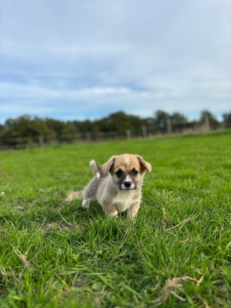 des Douces Merveilles - Chiots disponibles - Welsh Corgi Pembroke