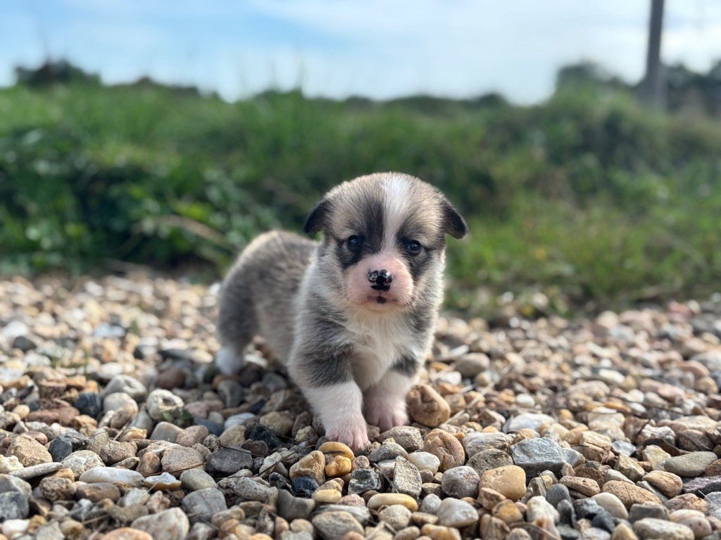 des Douces Merveilles - Chiots disponibles - Welsh Corgi Pembroke