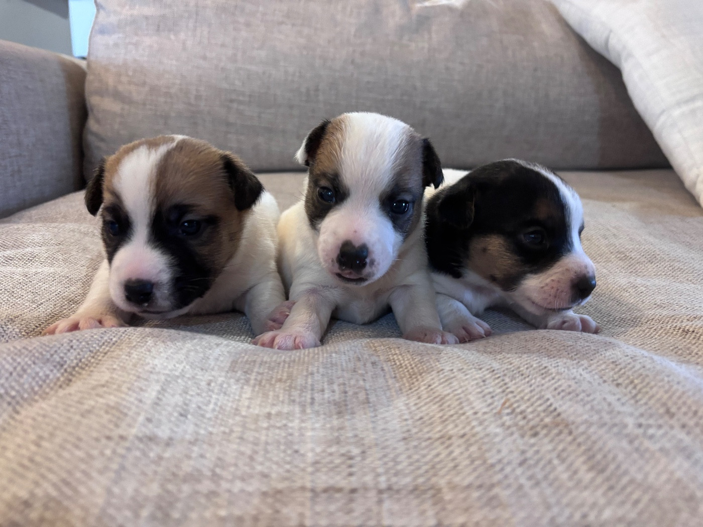 des Douces Merveilles - Jack Russell Terrier - Portée née le 05/12/2025