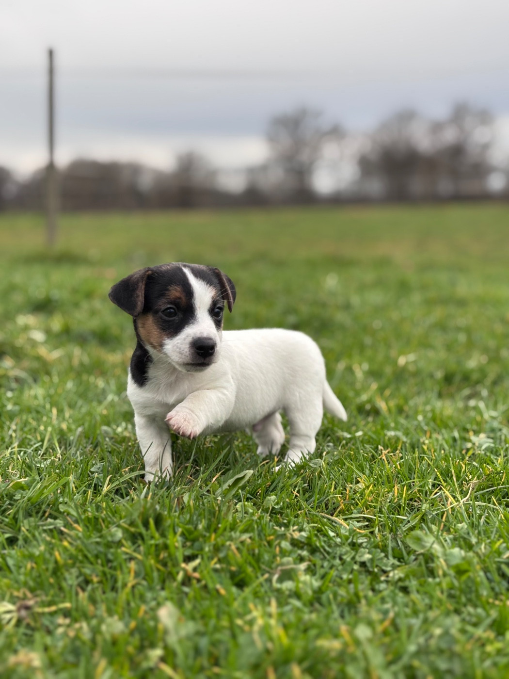 des Douces Merveilles - Chiots disponibles - Jack Russell Terrier