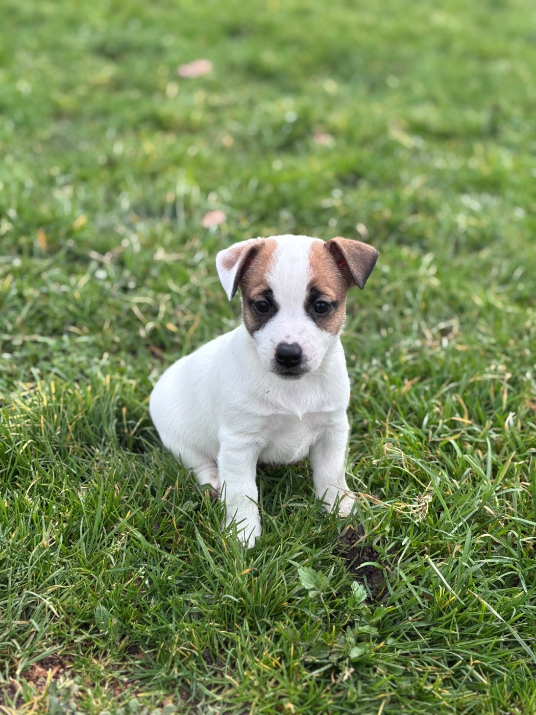 des Douces Merveilles - Chiots disponibles - Jack Russell Terrier