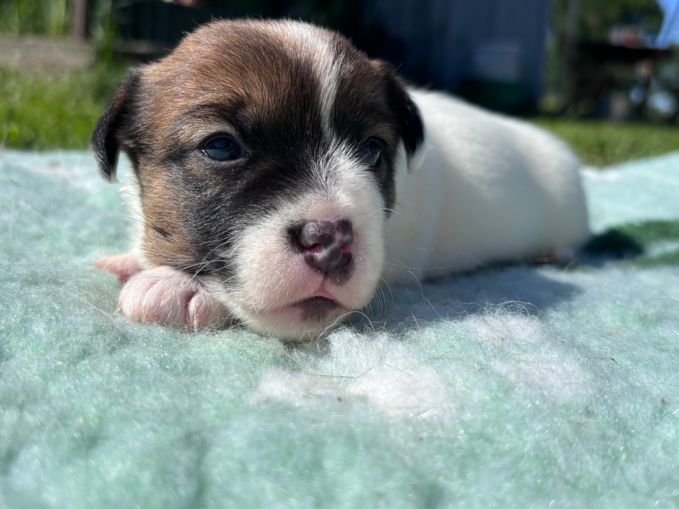 des Douces Merveilles - Chiots disponibles - Jack Russell Terrier
