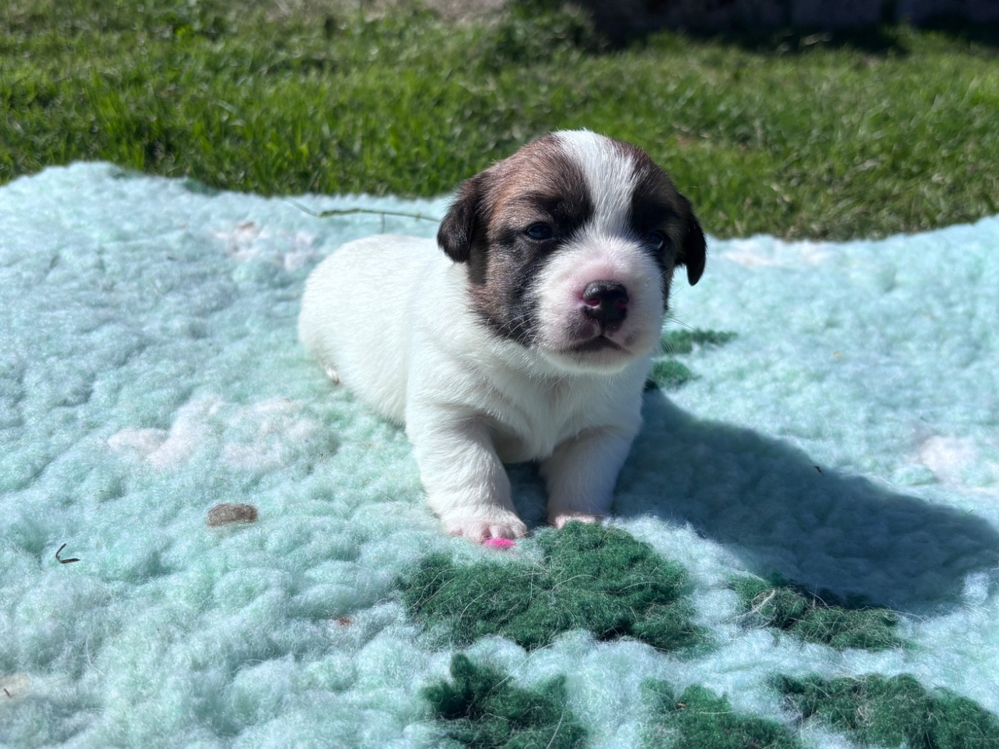 des Douces Merveilles - Chiots disponibles - Jack Russell Terrier