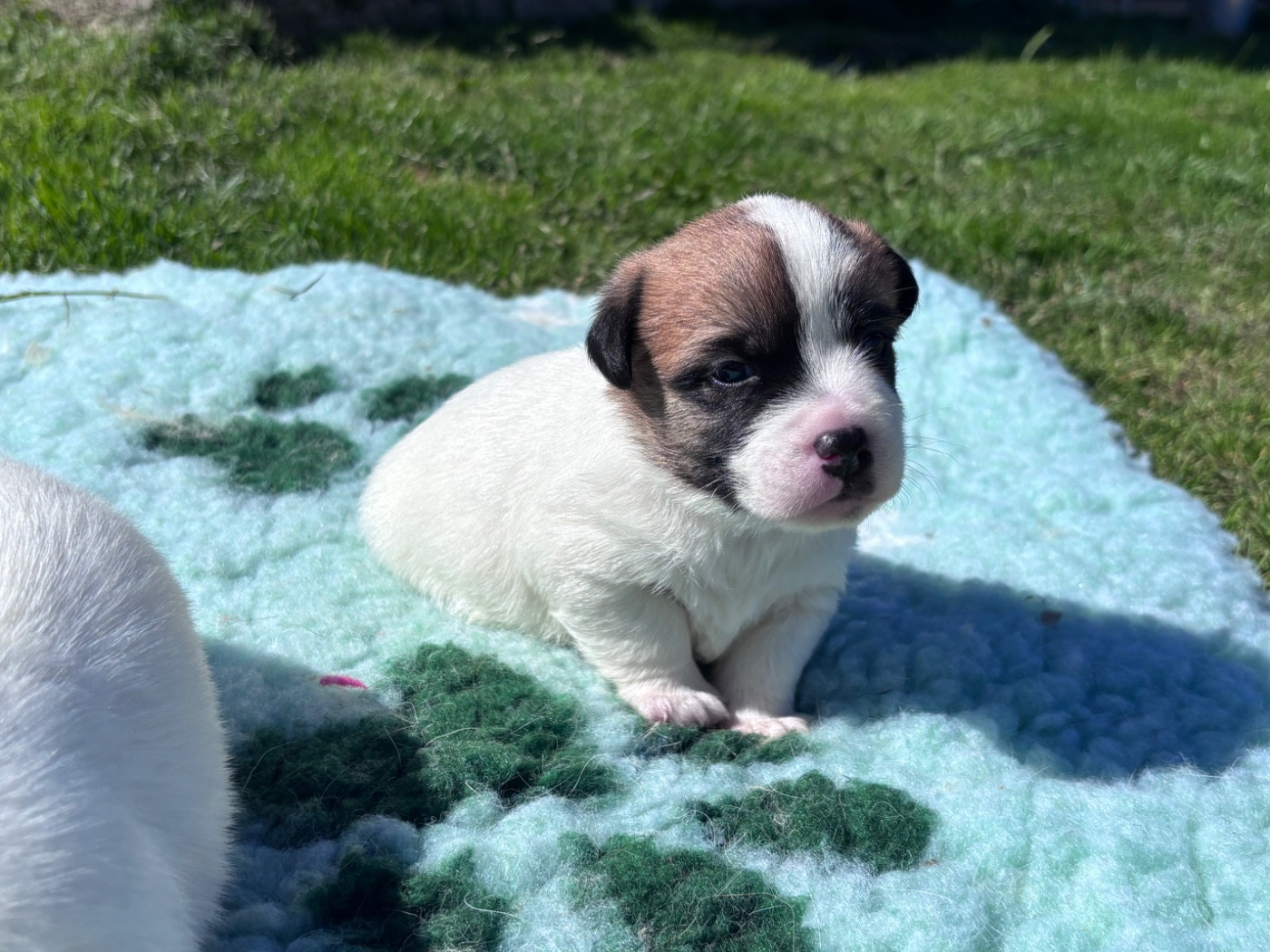 des Douces Merveilles - Chiots disponibles - Jack Russell Terrier