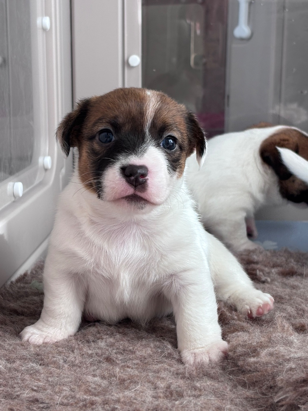 des Douces Merveilles - Chiots disponibles - Jack Russell Terrier