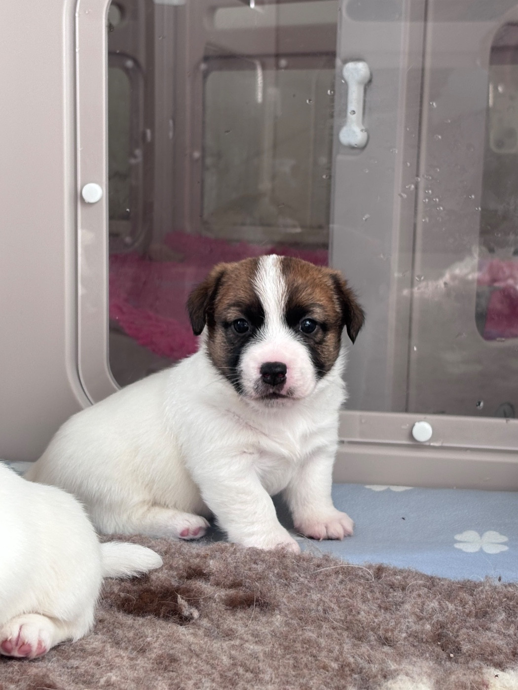 des Douces Merveilles - Chiots disponibles - Jack Russell Terrier