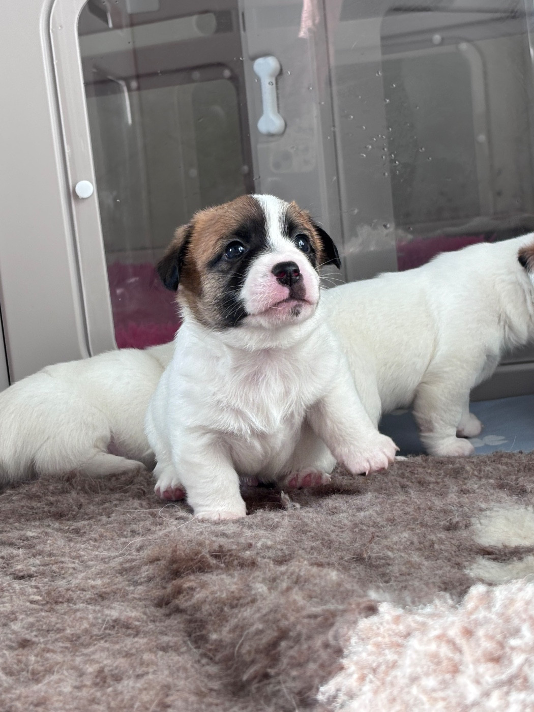 des Douces Merveilles - Chiots disponibles - Jack Russell Terrier