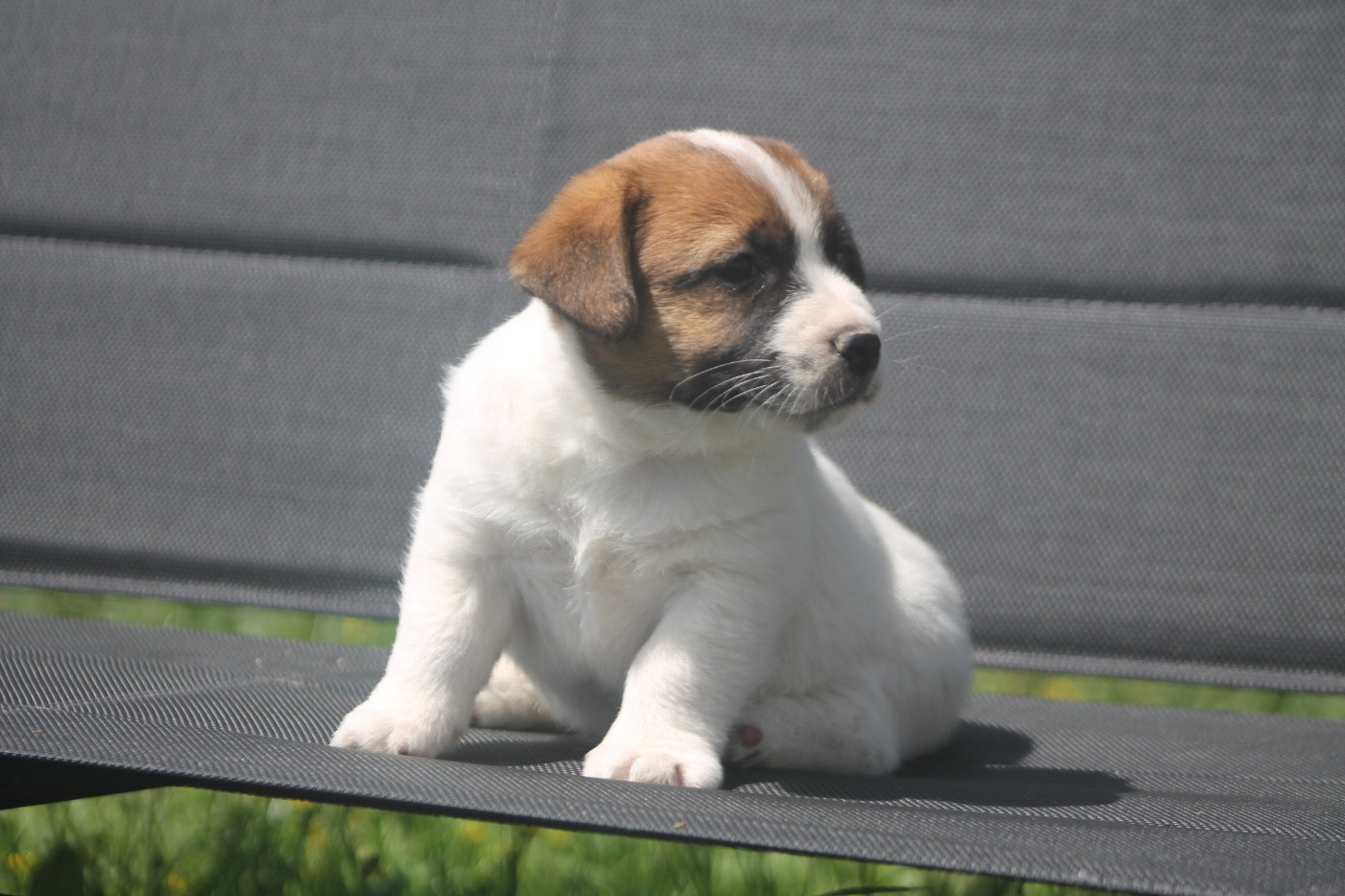 des Douces Merveilles - Chiots disponibles - Jack Russell Terrier