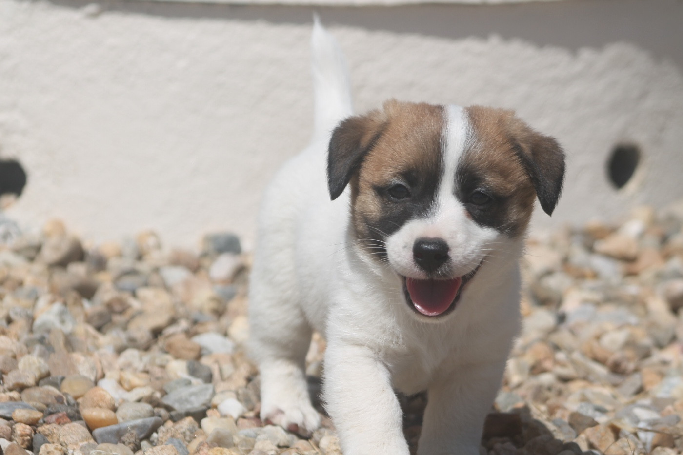 des Douces Merveilles - Chiots disponibles - Jack Russell Terrier