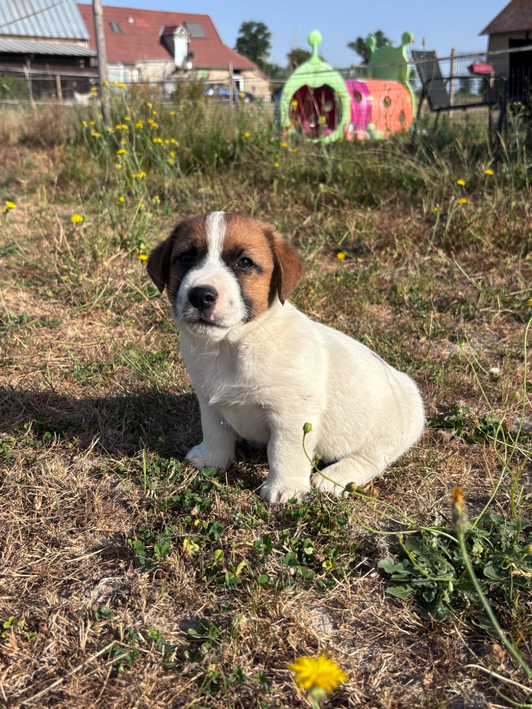 des Douces Merveilles - Chiots disponibles - Jack Russell Terrier
