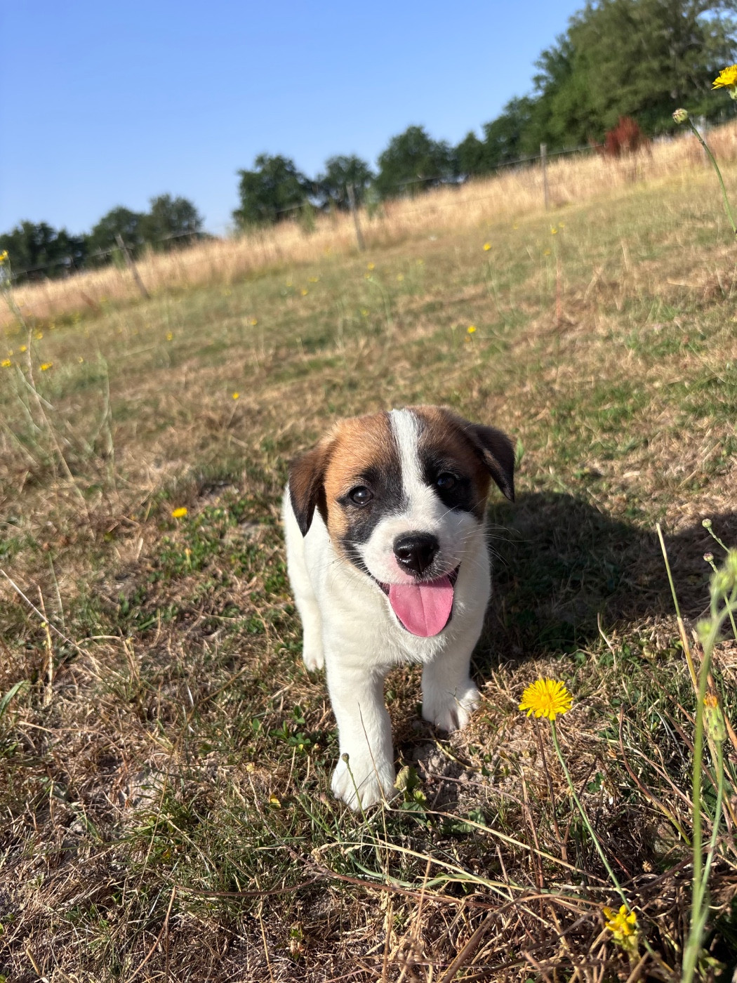des Douces Merveilles - Chiots disponibles - Jack Russell Terrier