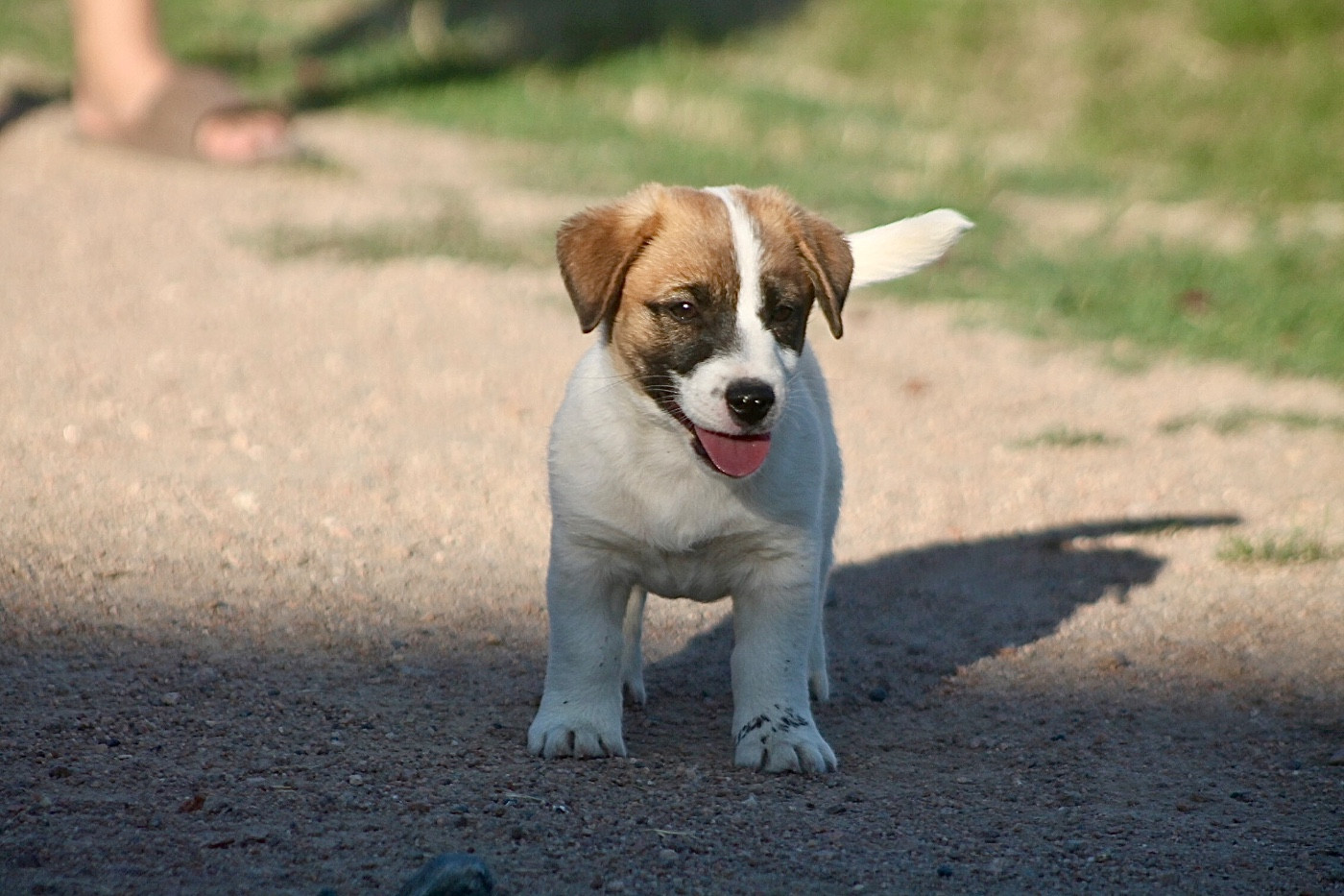 des Douces Merveilles - Chiots disponibles - Jack Russell Terrier
