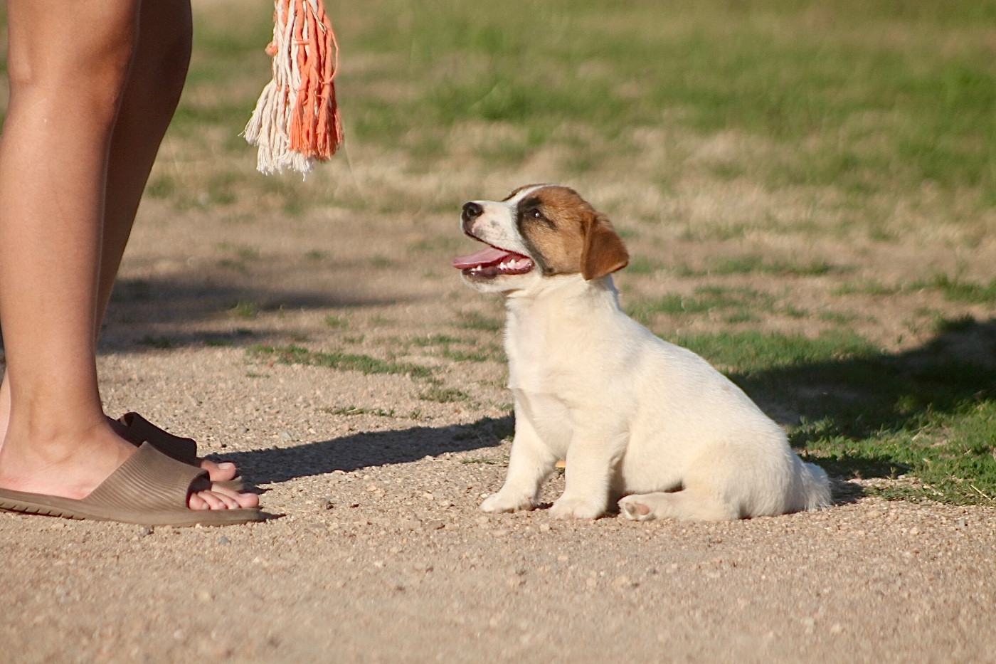 des Douces Merveilles - Chiots disponibles - Jack Russell Terrier