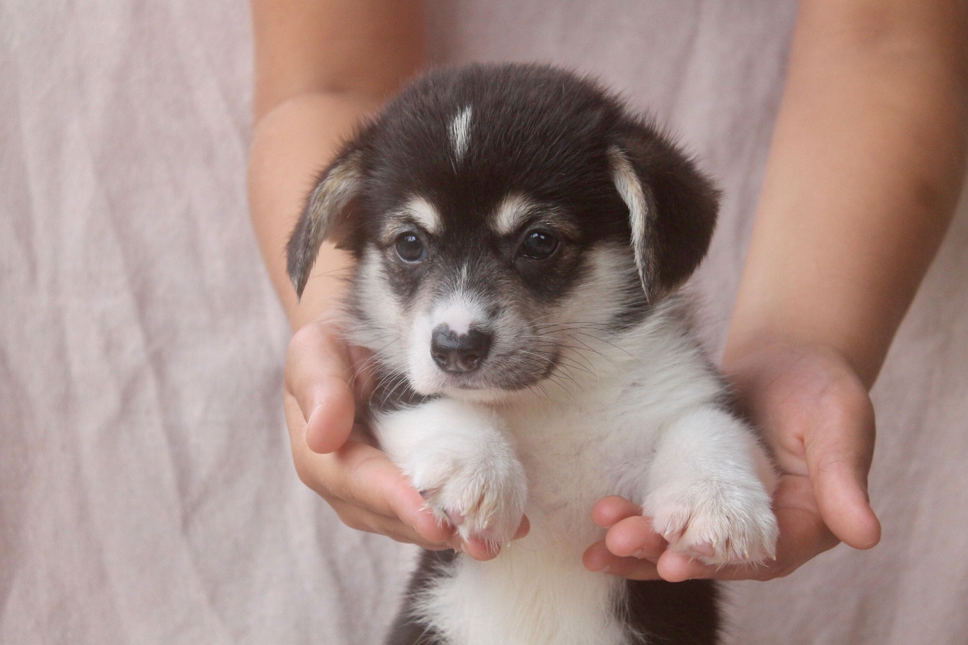 des Douces Merveilles - Chiots disponibles - Welsh Corgi Pembroke