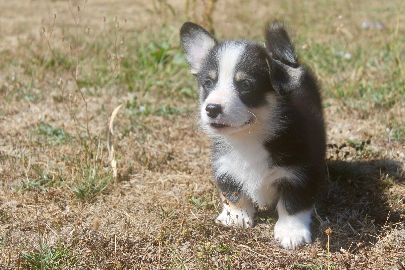 des Douces Merveilles - Chiots disponibles - Welsh Corgi Pembroke