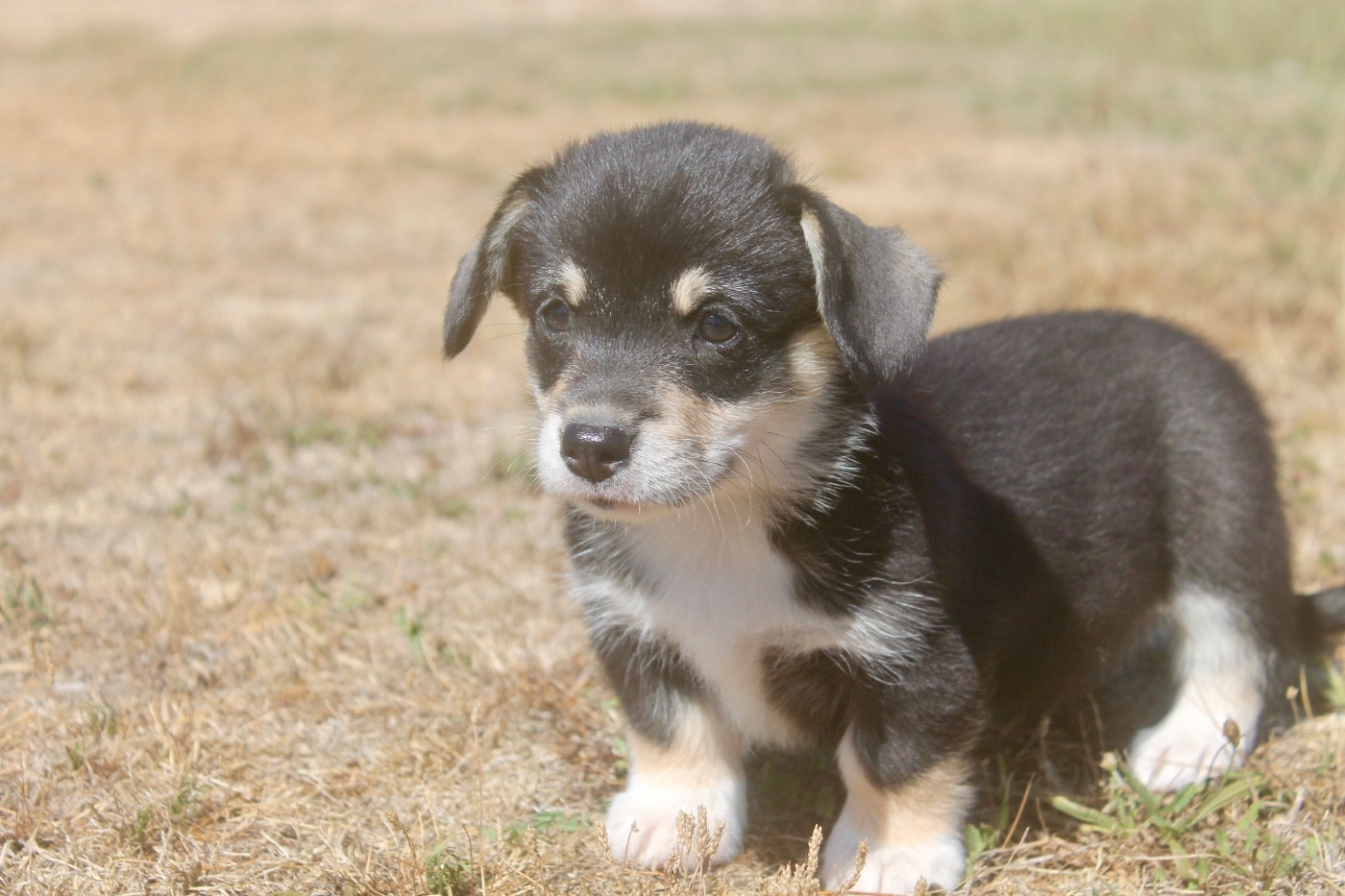 des Douces Merveilles - Chiots disponibles - Welsh Corgi Pembroke