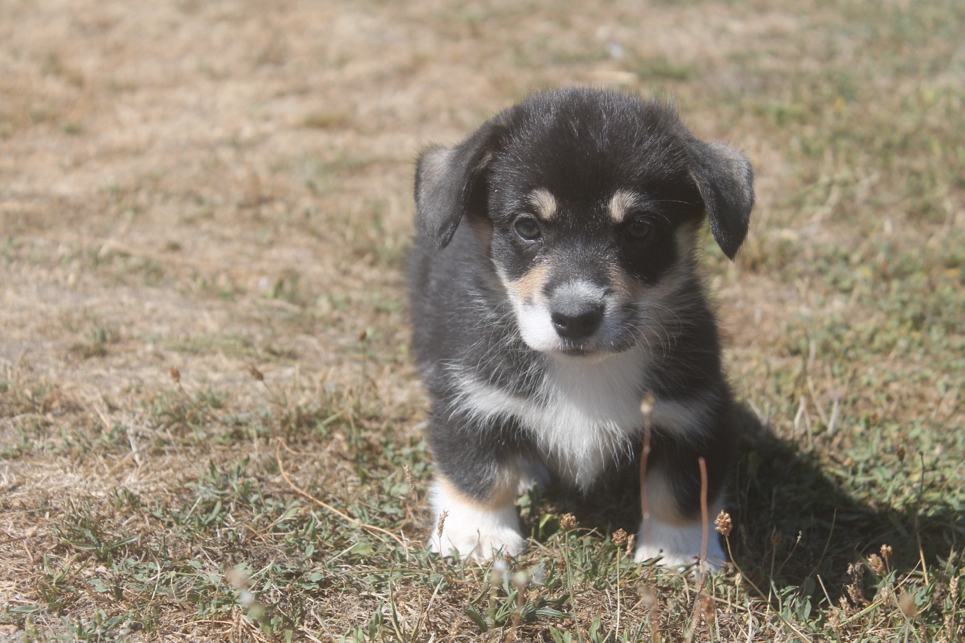 des Douces Merveilles - Chiots disponibles - Welsh Corgi Pembroke