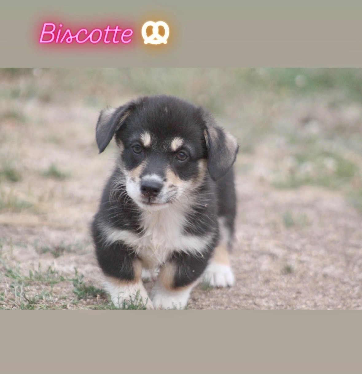 des Douces Merveilles - Chiots disponibles - Welsh Corgi Pembroke