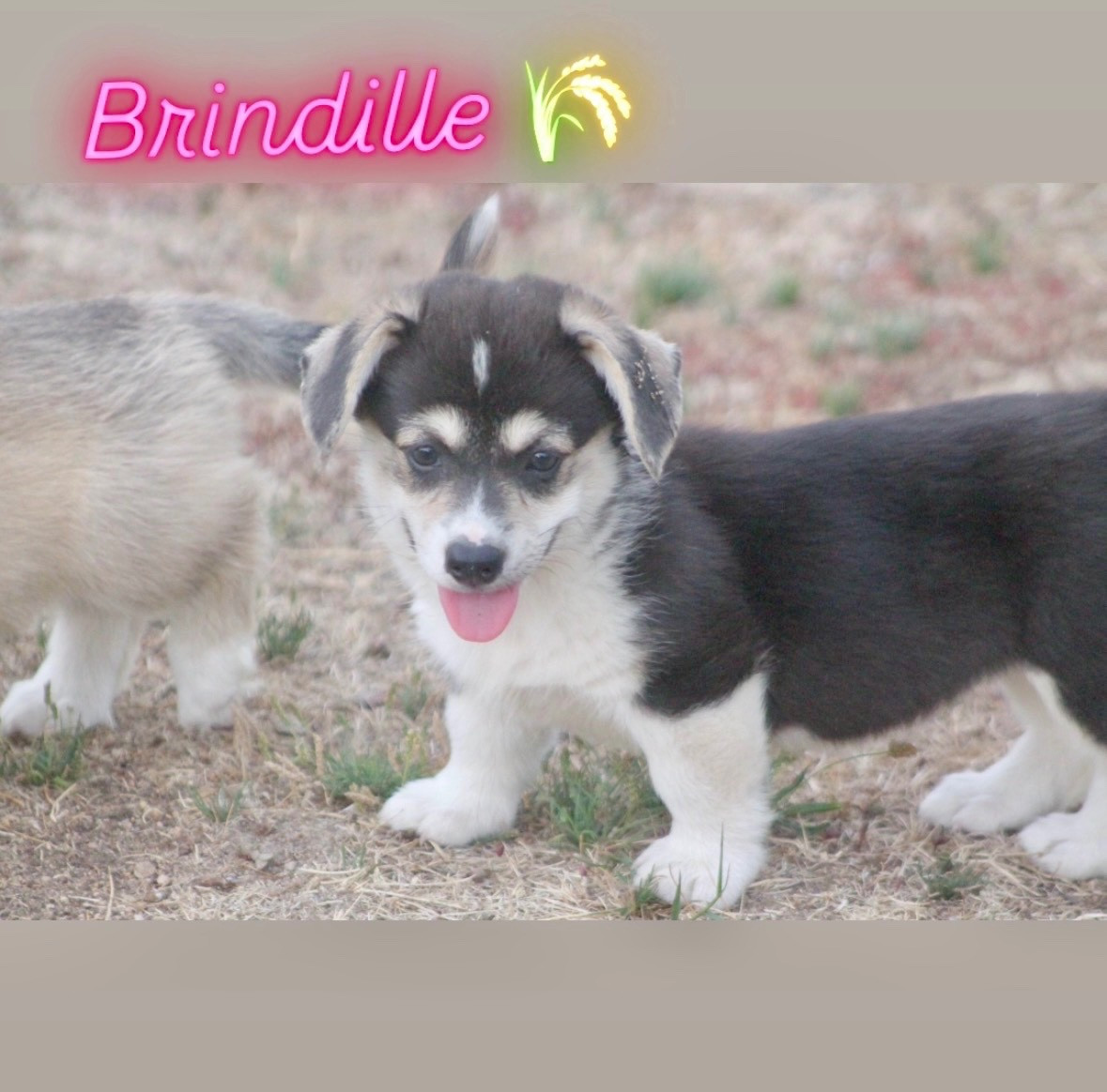des Douces Merveilles - Chiots disponibles - Welsh Corgi Pembroke