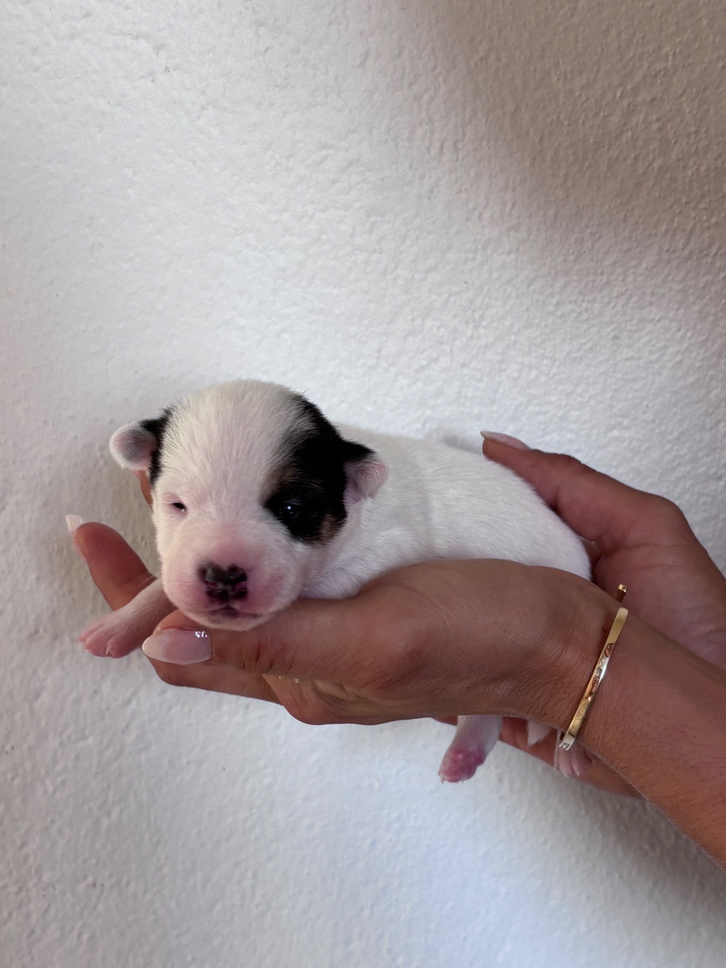 des Douces Merveilles - Chiots disponibles - Jack Russell Terrier