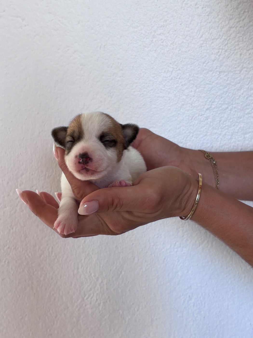 des Douces Merveilles - Chiots disponibles - Jack Russell Terrier