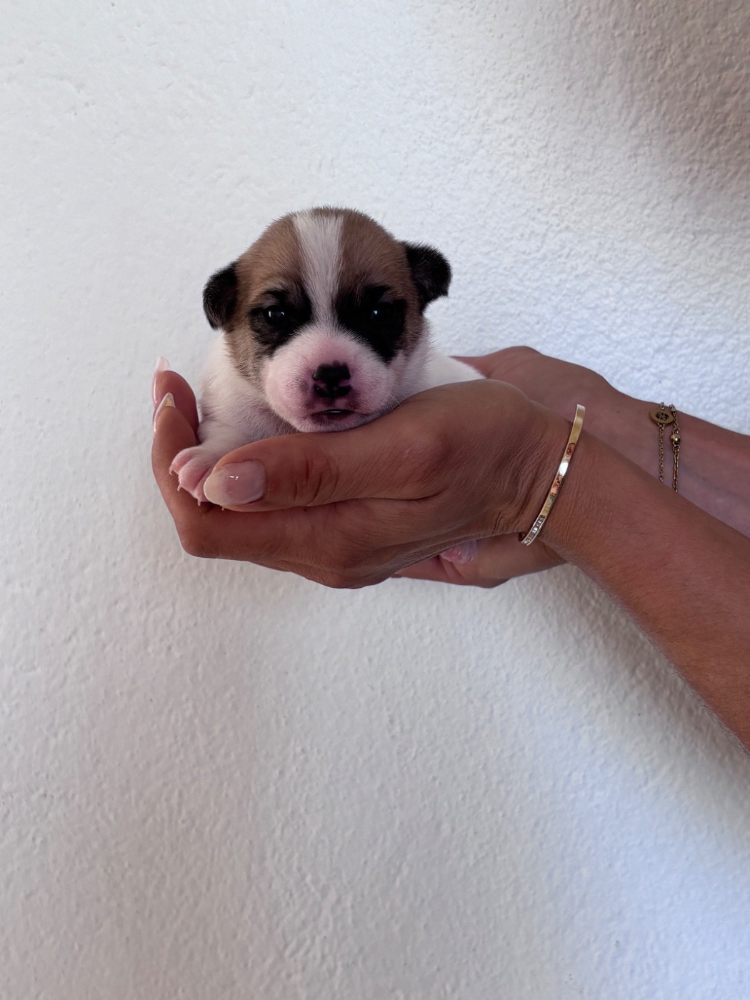 des Douces Merveilles - Chiots disponibles - Jack Russell Terrier