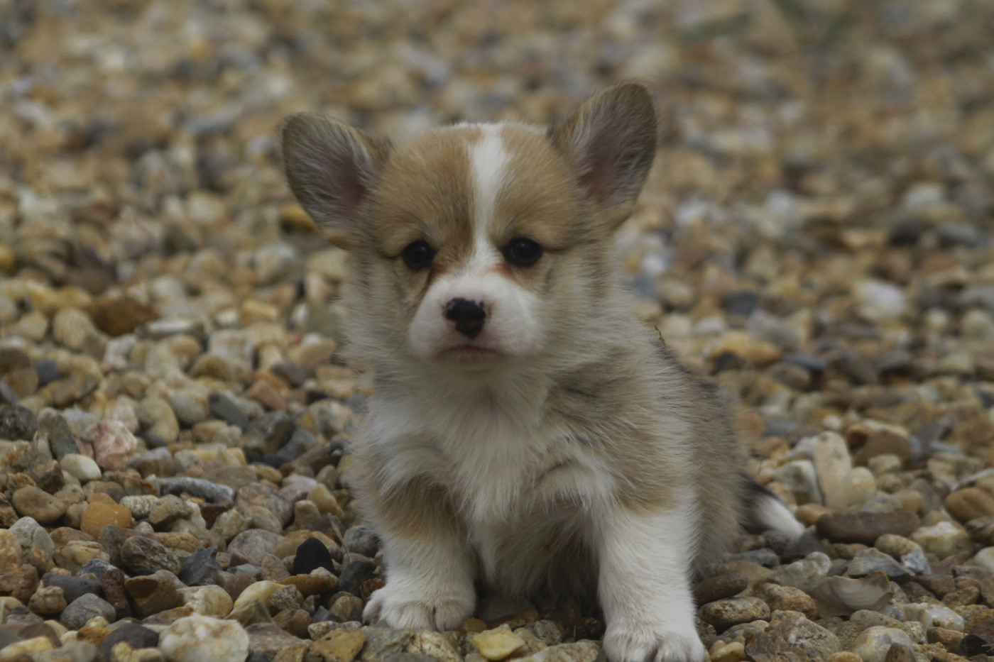 des Douces Merveilles - Chiots disponibles - Welsh Corgi Pembroke