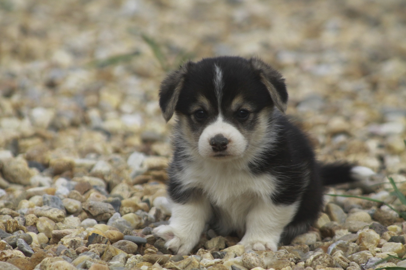 des Douces Merveilles - Chiots disponibles - Welsh Corgi Pembroke