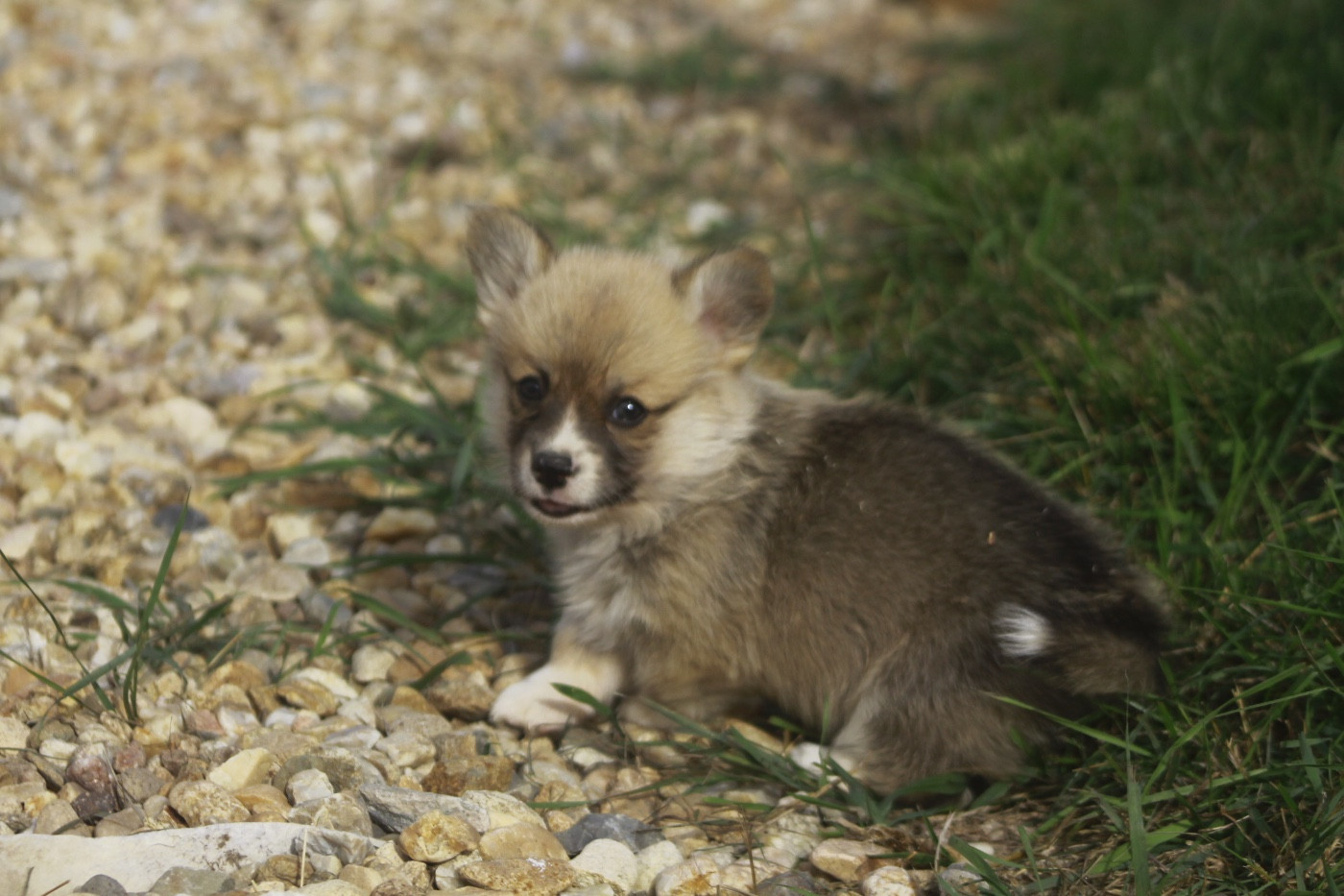 des Douces Merveilles - Chiots disponibles - Welsh Corgi Pembroke