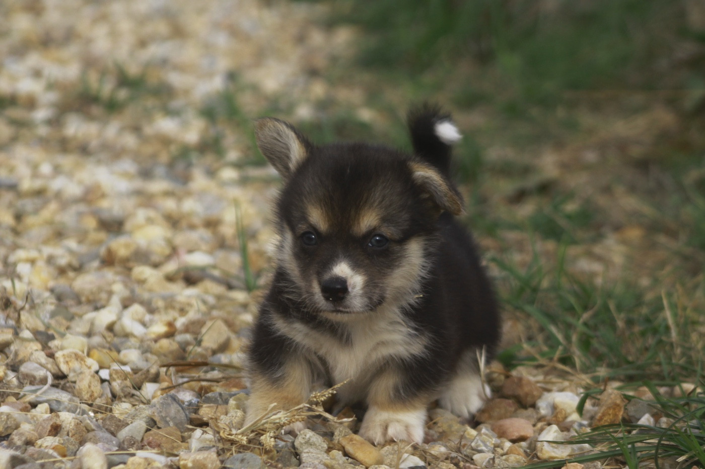 des Douces Merveilles - Chiots disponibles - Welsh Corgi Pembroke
