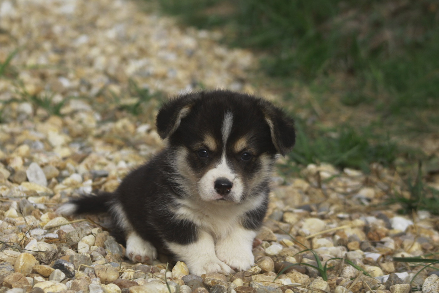 des Douces Merveilles - Chiots disponibles - Welsh Corgi Pembroke