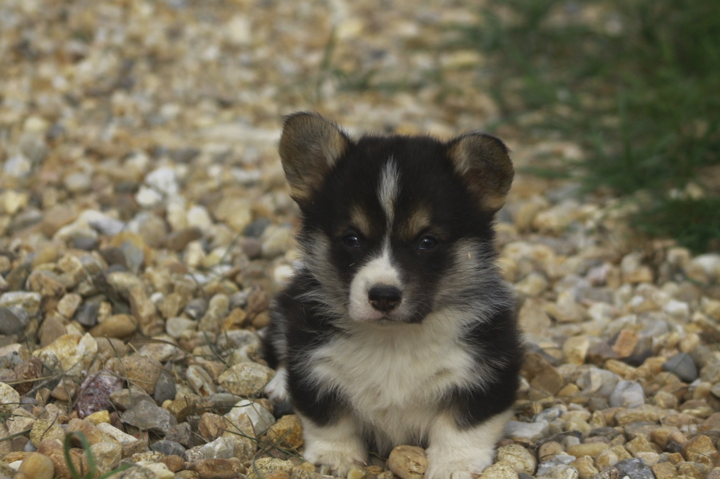 des Douces Merveilles - Chiots disponibles - Welsh Corgi Pembroke
