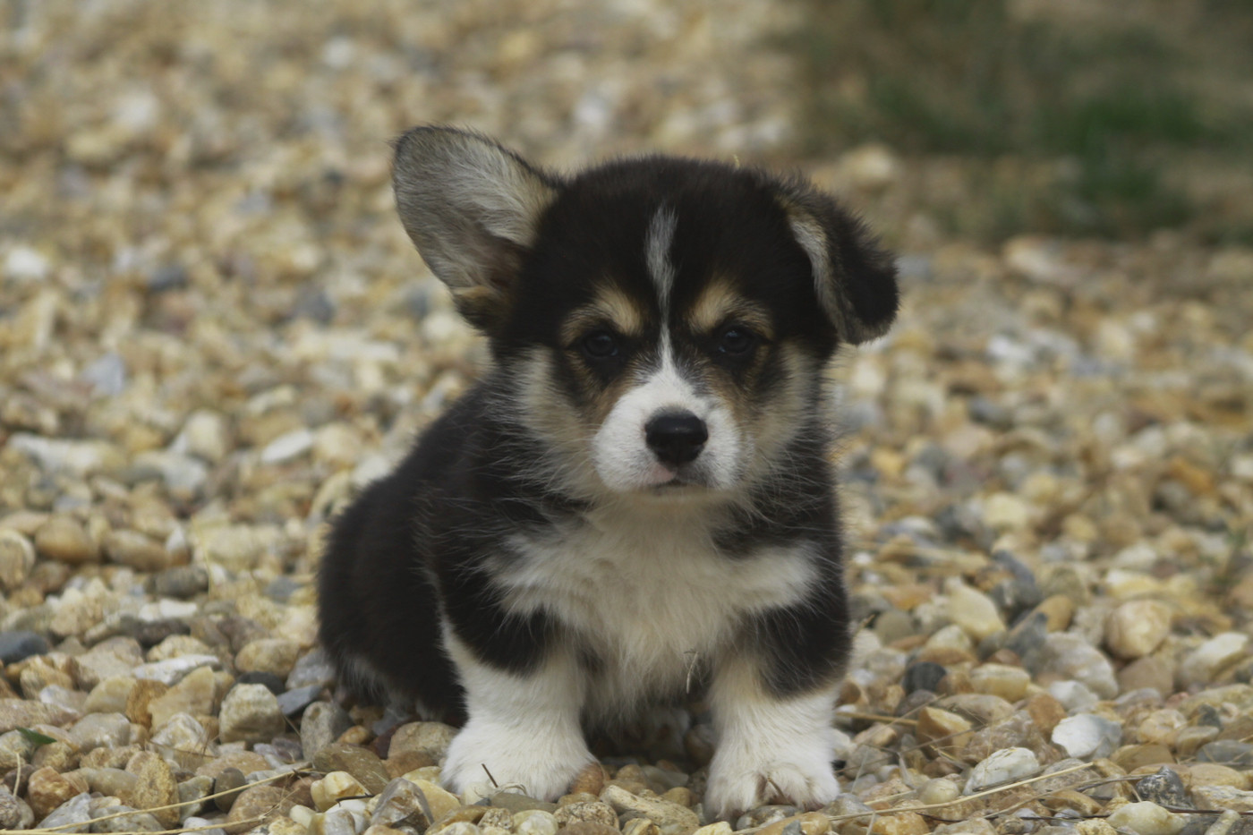 des Douces Merveilles - Chiots disponibles - Welsh Corgi Pembroke