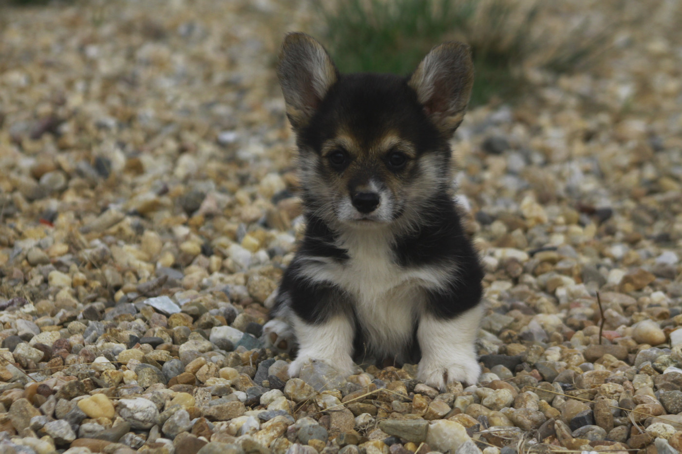 des Douces Merveilles - Chiots disponibles - Welsh Corgi Pembroke