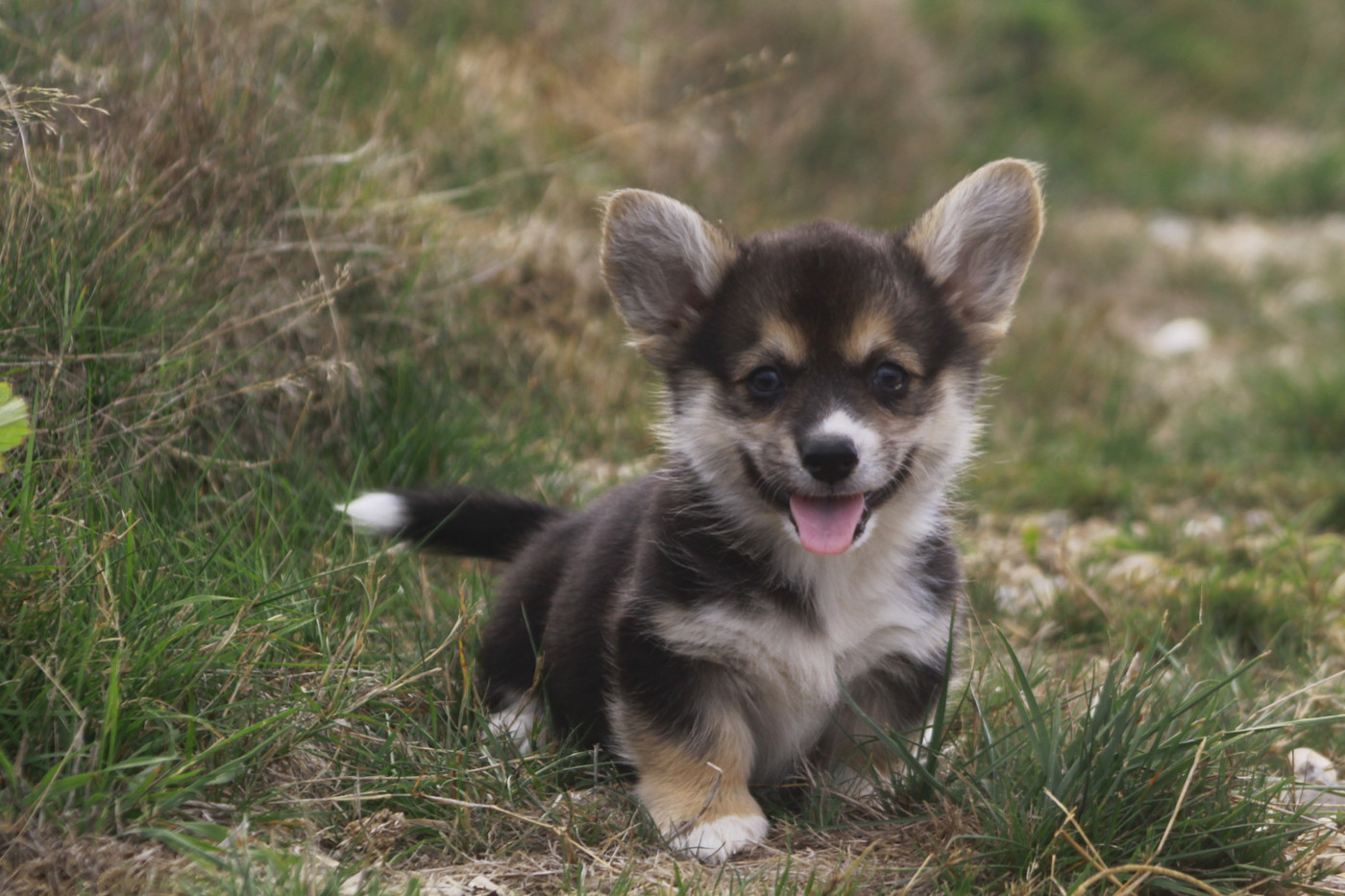 des Douces Merveilles - Chiots disponibles - Welsh Corgi Pembroke