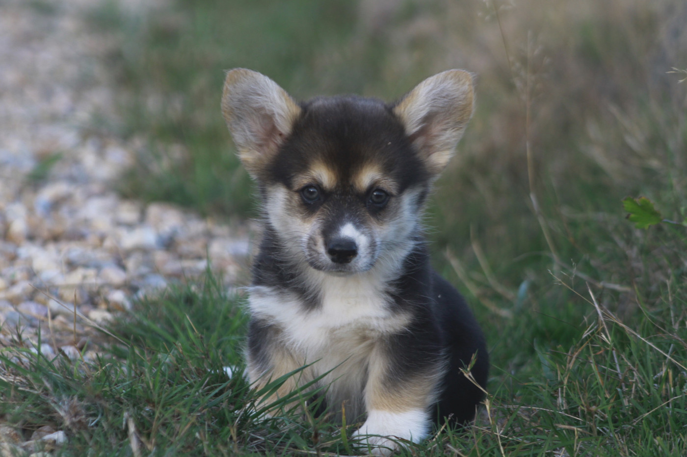 des Douces Merveilles - Chiots disponibles - Welsh Corgi Pembroke