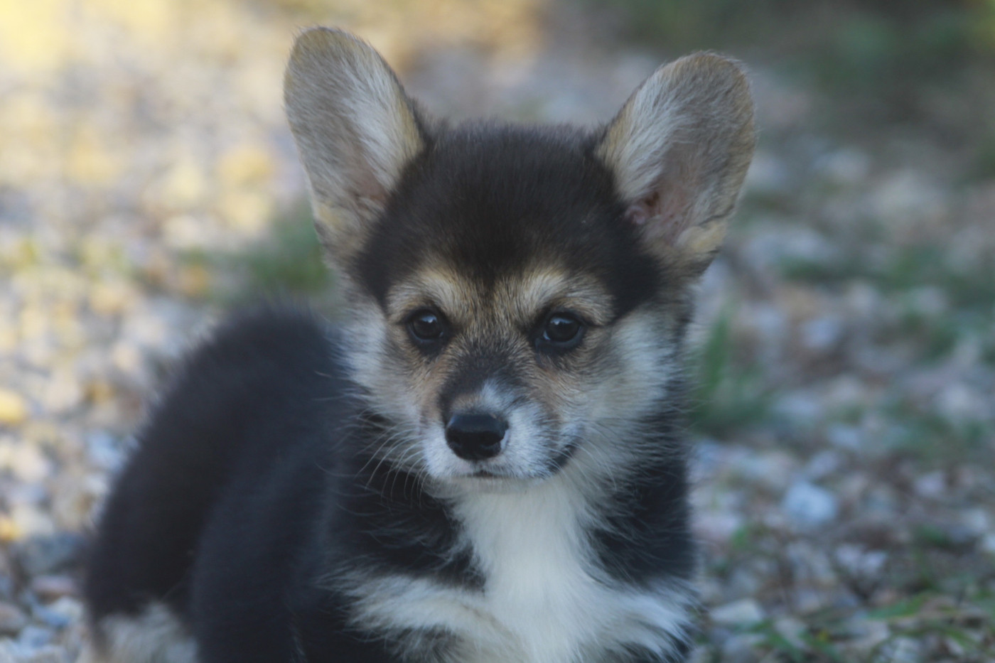 des Douces Merveilles - Chiots disponibles - Welsh Corgi Pembroke