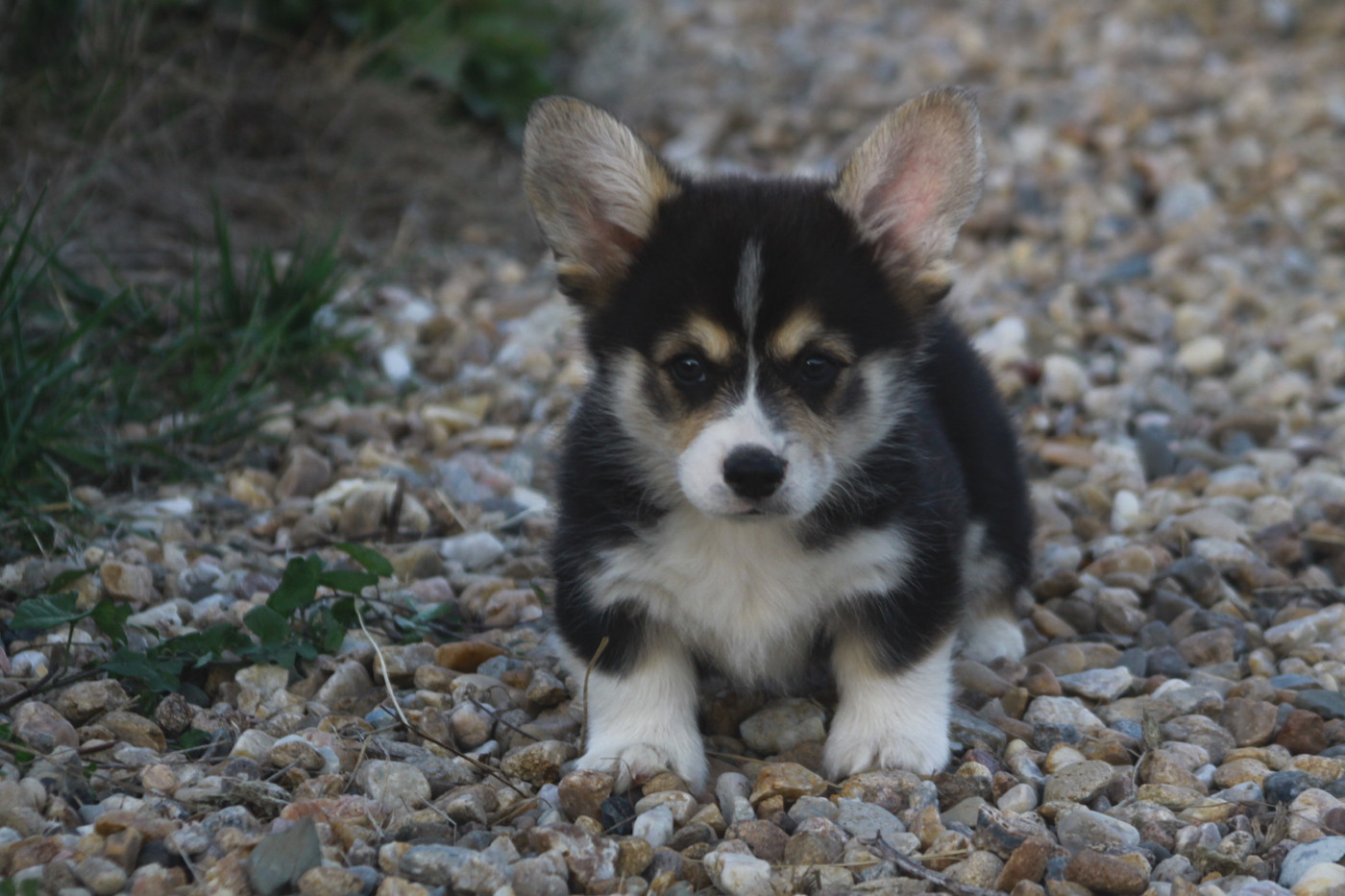 des Douces Merveilles - Chiots disponibles - Welsh Corgi Pembroke