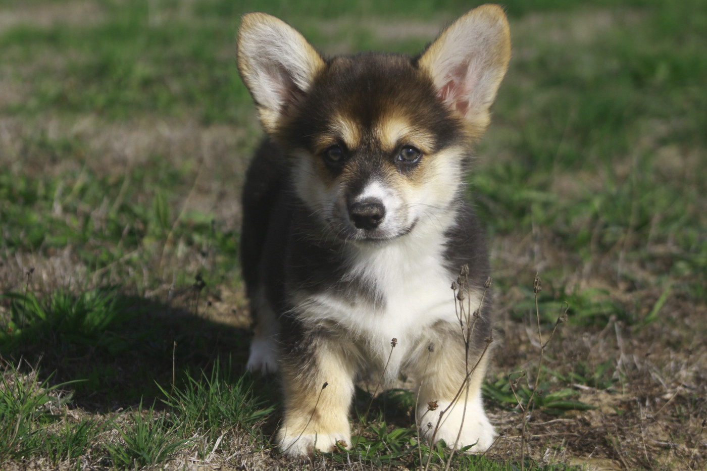 des Douces Merveilles - Chiots disponibles - Welsh Corgi Pembroke