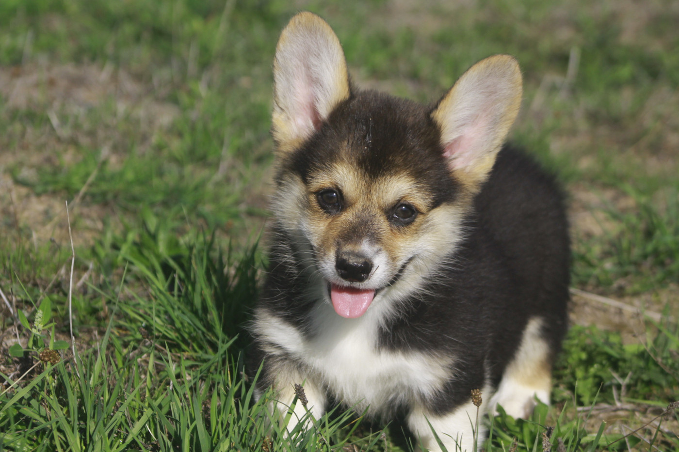 des Douces Merveilles - Chiots disponibles - Welsh Corgi Pembroke