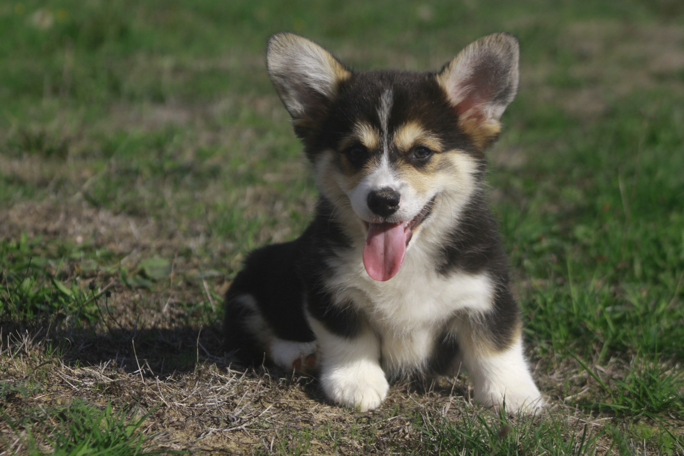 des Douces Merveilles - Chiots disponibles - Welsh Corgi Pembroke