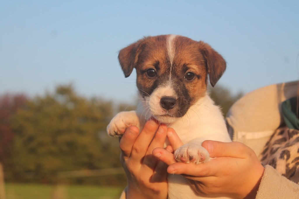 des Douces Merveilles - Chiots disponibles - Jack Russell Terrier